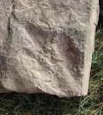 A nice imprint almost 7in in length