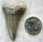 2 inch, sold for $5 in Jul 2005