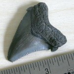 1 7/8 inch sold for $14 in Jul 2005